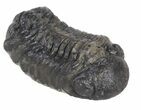 Bargain, Austerops Trilobite Fossil - Rock Removed #55868-3